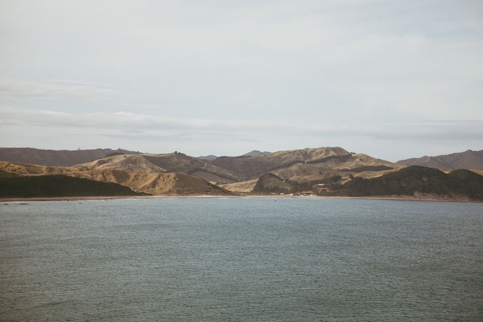 凯库拉亲子首选肯恩角海豹,观鲸出海要慎重