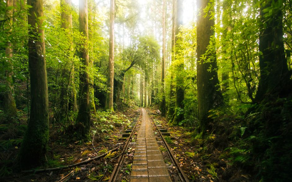 阿里山行程上山坐火车下山坐巴士,户外排在上午